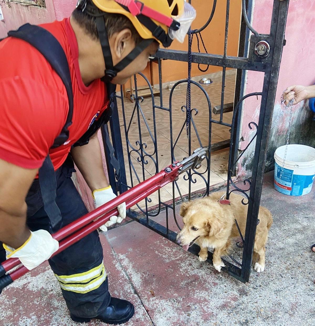 Corpo de Bombeiros do Amazonas resgata uma média de quatro animais a cada 24 horas